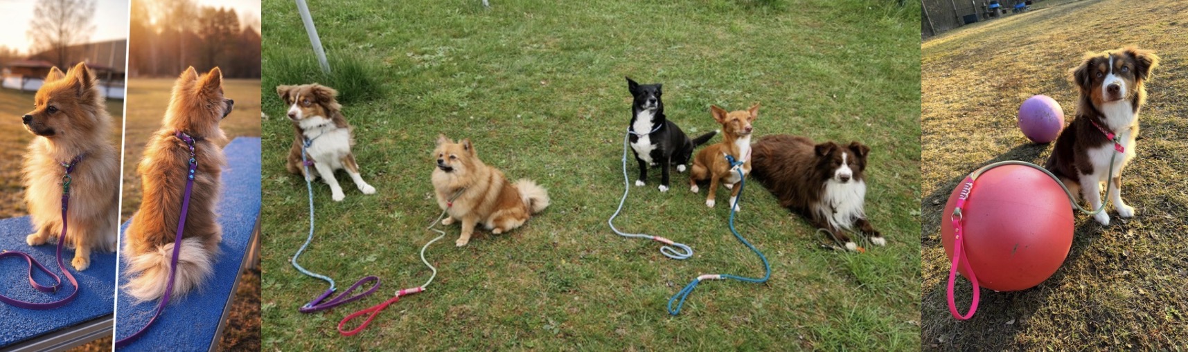 Hundesport