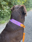 Preview: Biothane® Retrieverhalsband