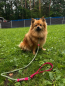 Preview: Treibball-, Agility- & Dummyleine aus Tau (Retrieverleine/Moxonleine)