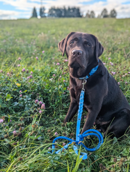 Preview: Balus Traum in Blau