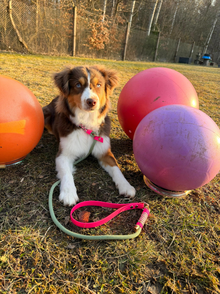 Treibball-, Agility- & Dummyleine aus Tau (Retrieverleine/Moxonleine)