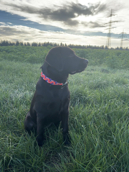 Preview: Flechtart Wave