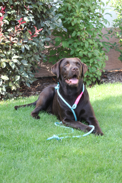 Preview: 10mm Tau-Retrieverleine (verstellbare Handschlaufe) - Candy Wave