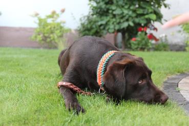 Preview: Flechtart Alpenglühen