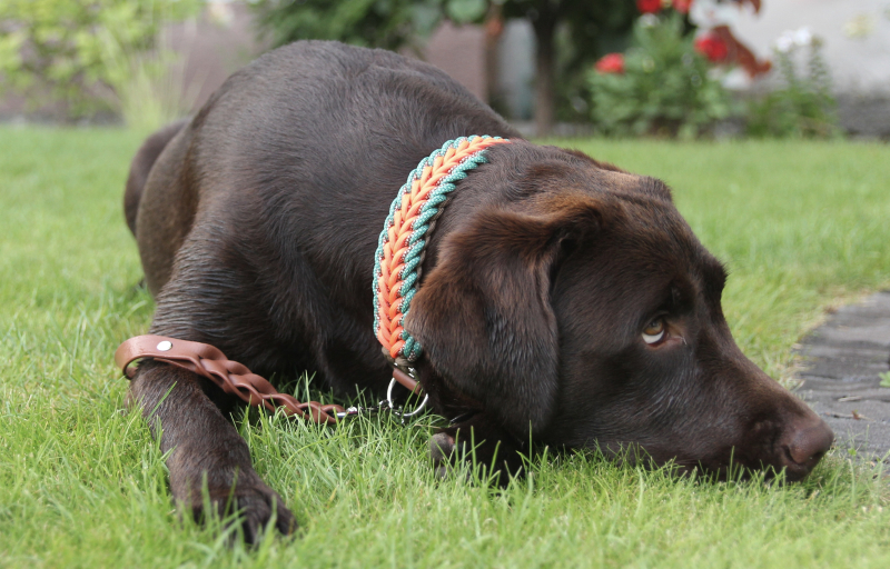 Preview: Forest Flame