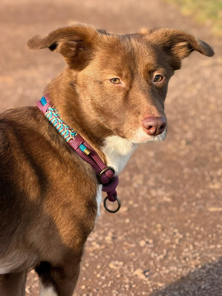 Preview: Wilma Pure - Tau-Set