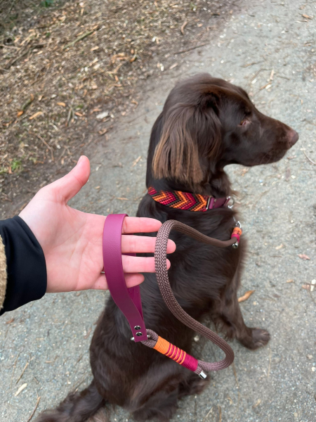Preview: Abby’s Autumn Glow - Paracord Halsband & Tauleine