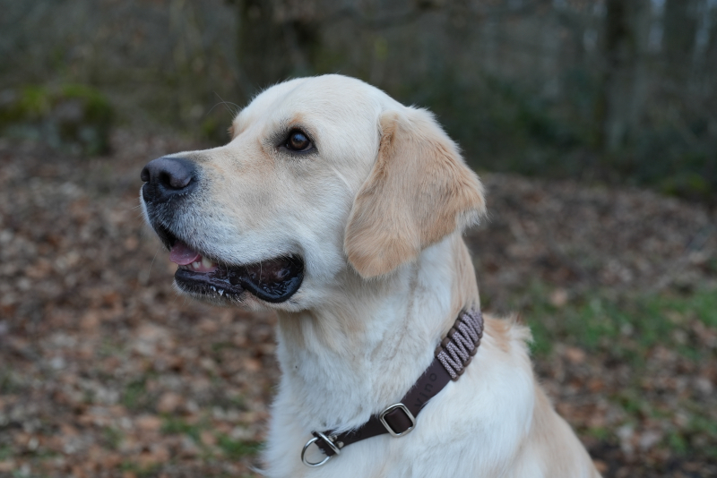 Preview: Vinos Rustico - Biothane x Paracord