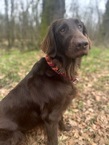 Preview: Abby’s Autumn Glow - Paracord Halsband & Tauleine