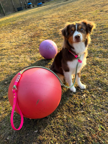 Preview: Treibball-, Agility- & Dummyleine aus Tau (Retrieverleine/Moxonleine)