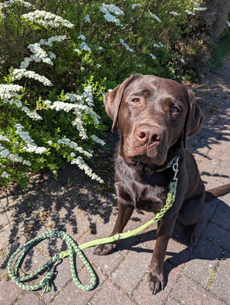 Paracord (Fischgräten) x Biothane