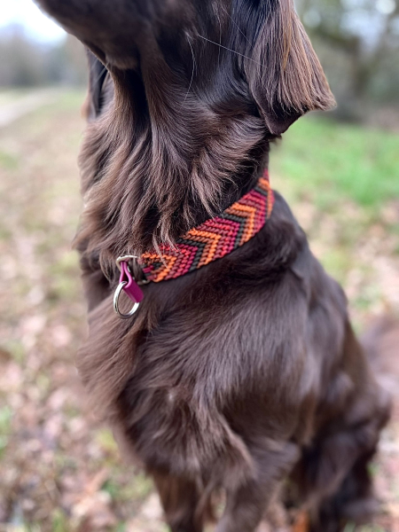 Abby’s Autumn Glow - Paracord Halsband & Tauleine